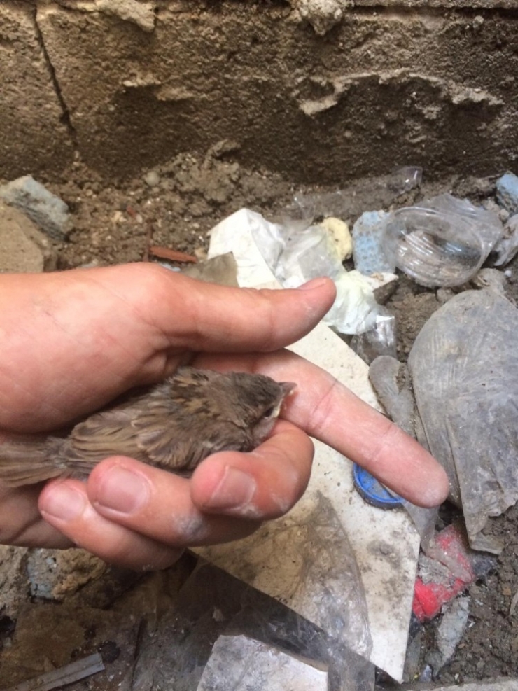 Havalandırma Boşluğuna Düşen Serçe Yavrusunu İtfaiye Kurtardı