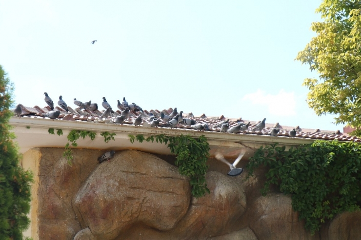 Sıcaklıkların Bunalttığı Kuşlar Su Kenarlarına Akın Ediyor