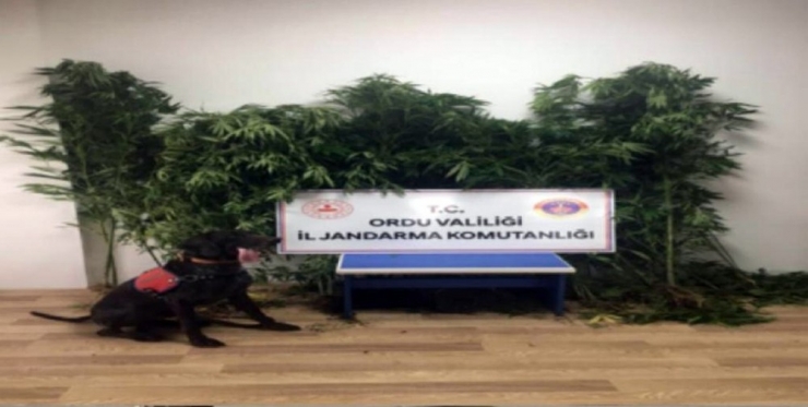 Ordu’da Kenevir Ve Kaçak İçki Operasyonu