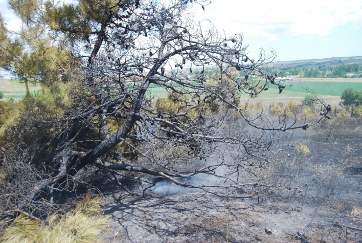 Piknik Alanında Çıkan Yangında Binlerce Çam Kül Oldu