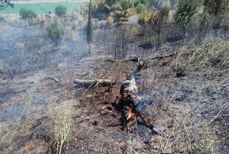 Piknik Alanında Çıkan Yangında Binlerce Çam Kül Oldu
