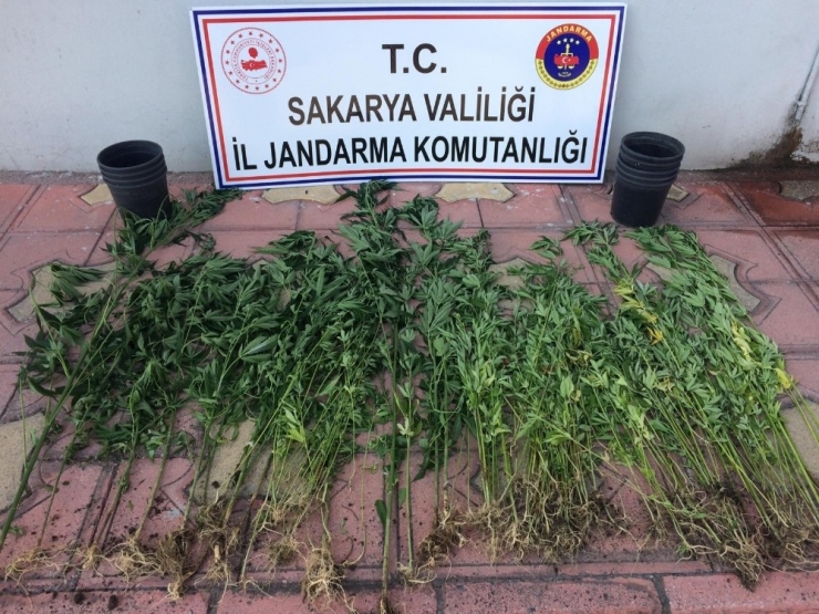 Sakarya’da Jandarma Ekipleri İlçelerde Uyuşturucuya Geçit Vermedi