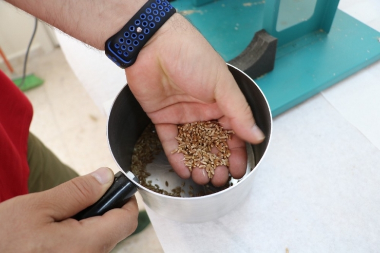 Süper Buğdaylar Elle Tek Tek Hasat Edildi
