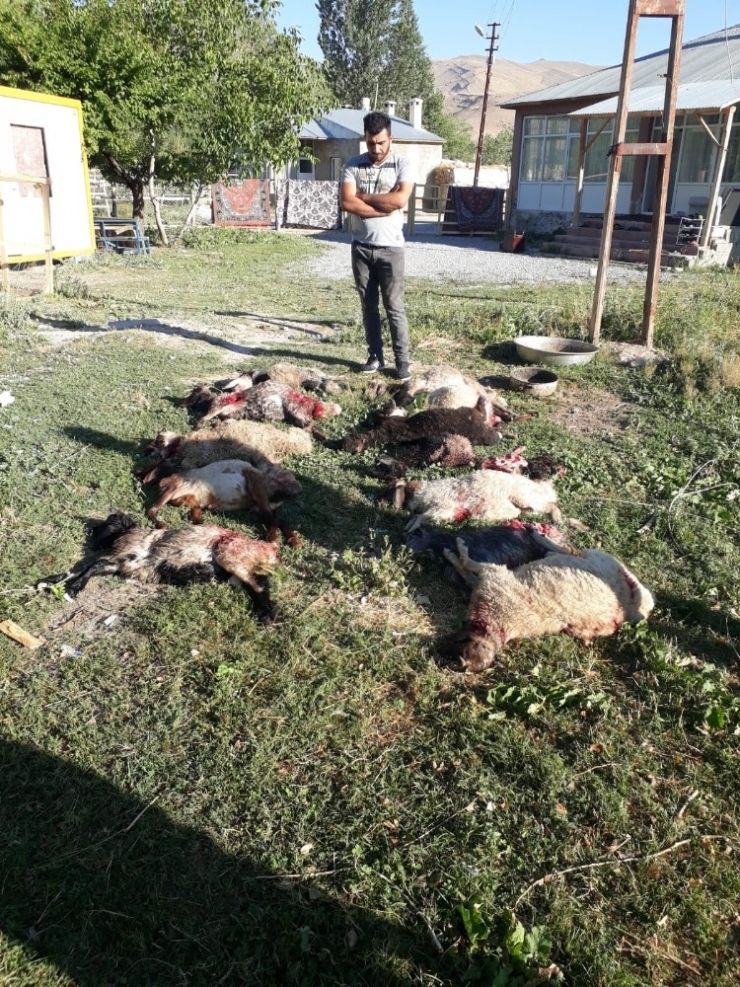 Sokak Köpekleri 12 Koyunu Telef Etti
