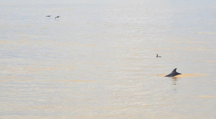 Alaplı Çayı’nda İlk Kez Yunus Balığı Görüldü