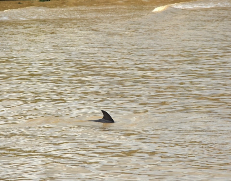 Alaplı Çayı’nda İlk Kez Yunus Balığı Görüldü