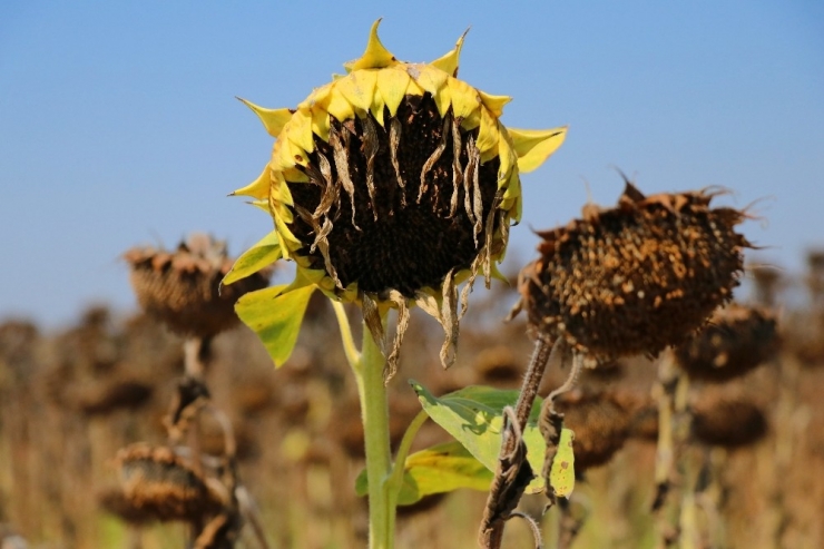 Adana’da Yağlık Ayçiçeği Hasadı Başladı