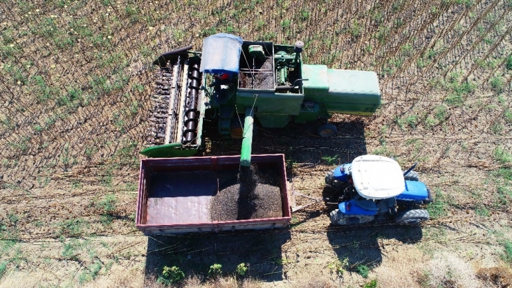 Adana’da Yağlık Ayçiçeği Hasadı Başladı