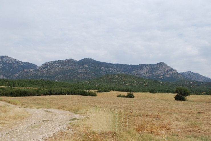 Elmalı’da 20 Yıl Önce Yanan Orman Yeniden Canlandı