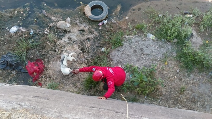 Kanalda Mahsur Kalan Köpeği İtfaiye Kurtardı
