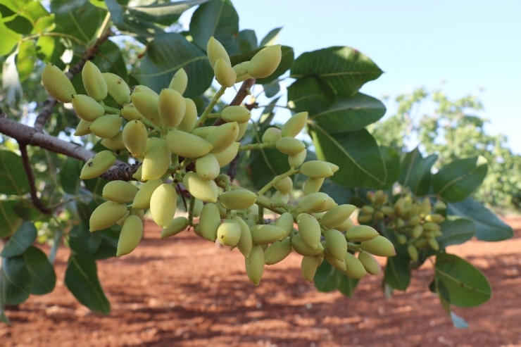 Antep Fıstığı Üreticisine "Acele Etmeyin" Uyarısı