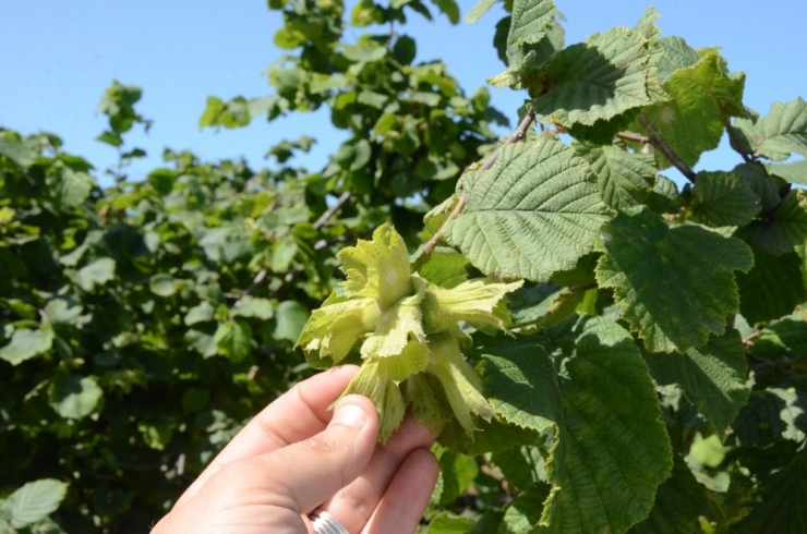 Ordulu Fındık Üreticileri: “Açıklanan Rakam, Beklentimizin De Üzerinde”
