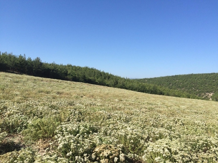 Buldan’da Kekik Üreticisinin Yüzünü Güldürdü