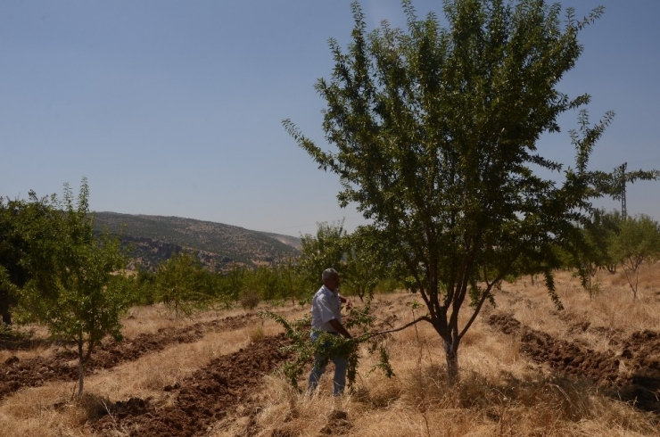 Yaban Domuzları Badem Ağaçlarına Dadandı