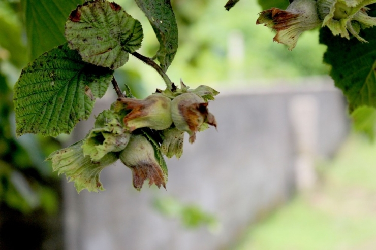 Açıklanan Fındık Fiyatı Memnun Etti