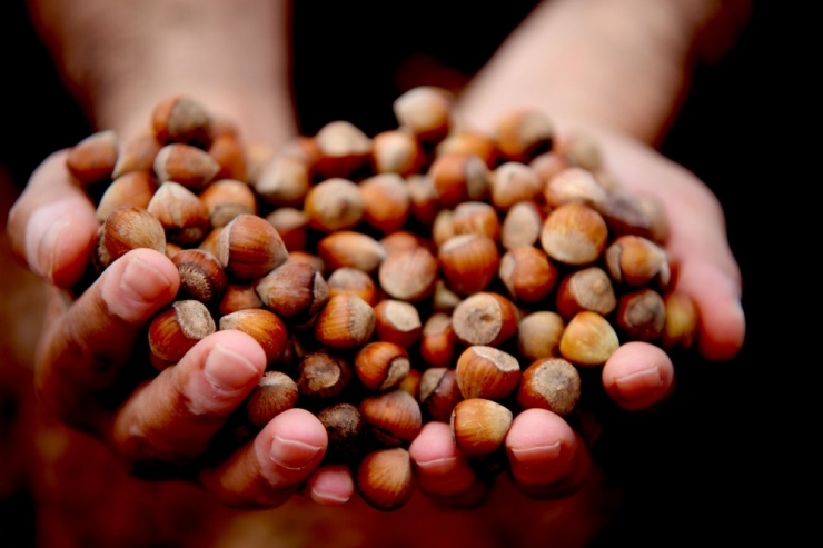 Açıklanan Fındık Fiyatı Memnun Etti