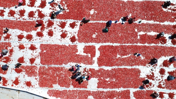 İzmir Ovaları Kırmızıya Büründü