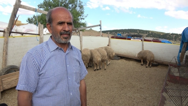 Hırsızlar, Kurbanlık 65 Küçükbaş Hayvanın Arasından Seçtiği 40 Koçu Çaldı