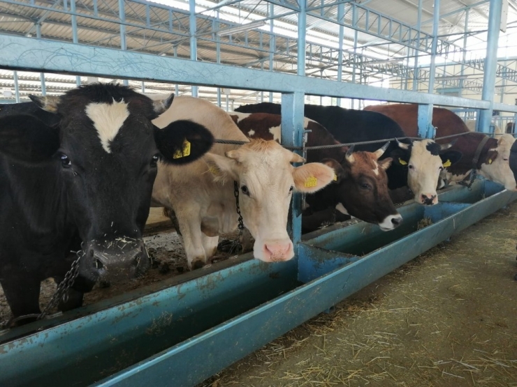 Hayvan Pazarında Bayram Hazırlıkları Başladı