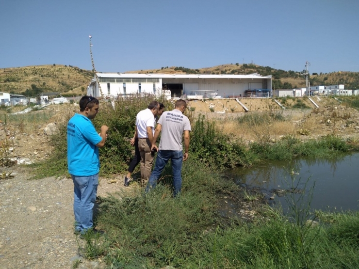 Turgutlu Ve Salihli’de Haşereyle Mücadele Devam Ediyor