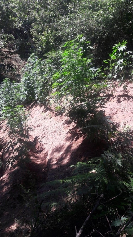 Alaşehir’de 363 Kök Hint Keneviri Ele Geçirildi