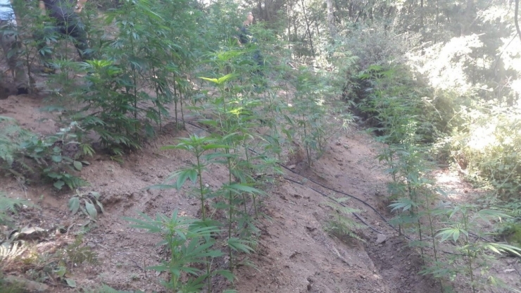 Alaşehir’de 363 Kök Hint Keneviri Ele Geçirildi