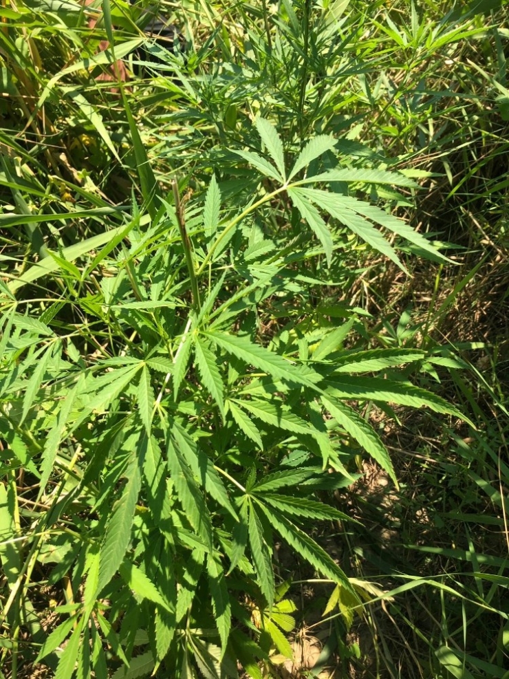 Çay Kenarında 72 Kök Kenevir Yetiştirmişler