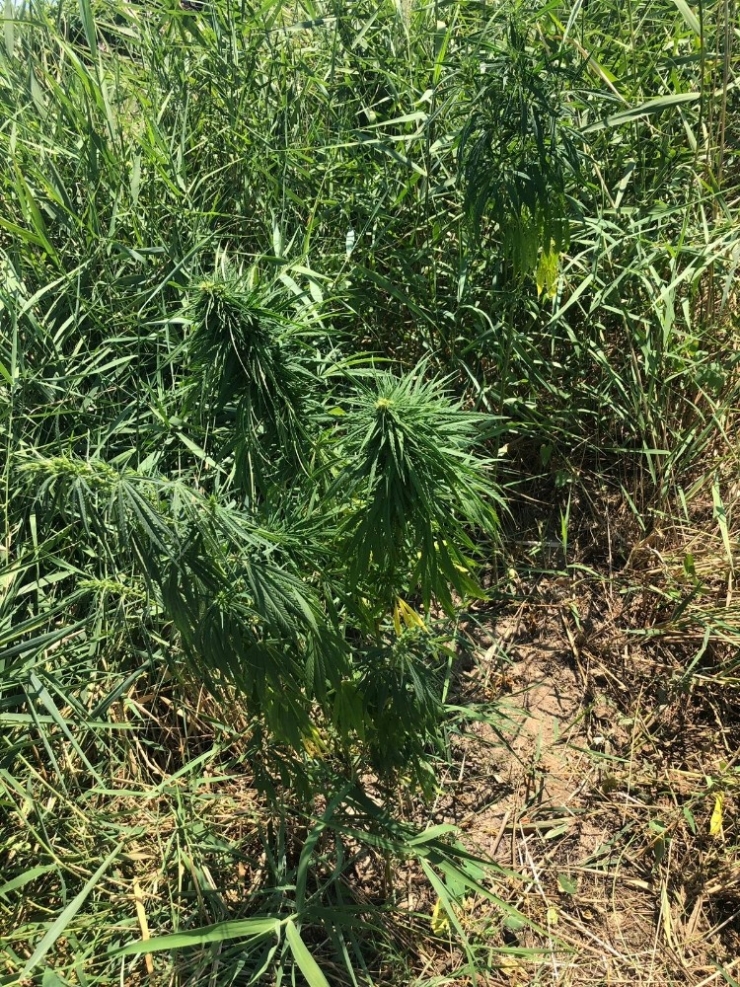 Çay Kenarında 72 Kök Kenevir Yetiştirmişler