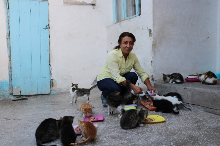 Kiraladığı Evde 90 Kediye Bakıyor