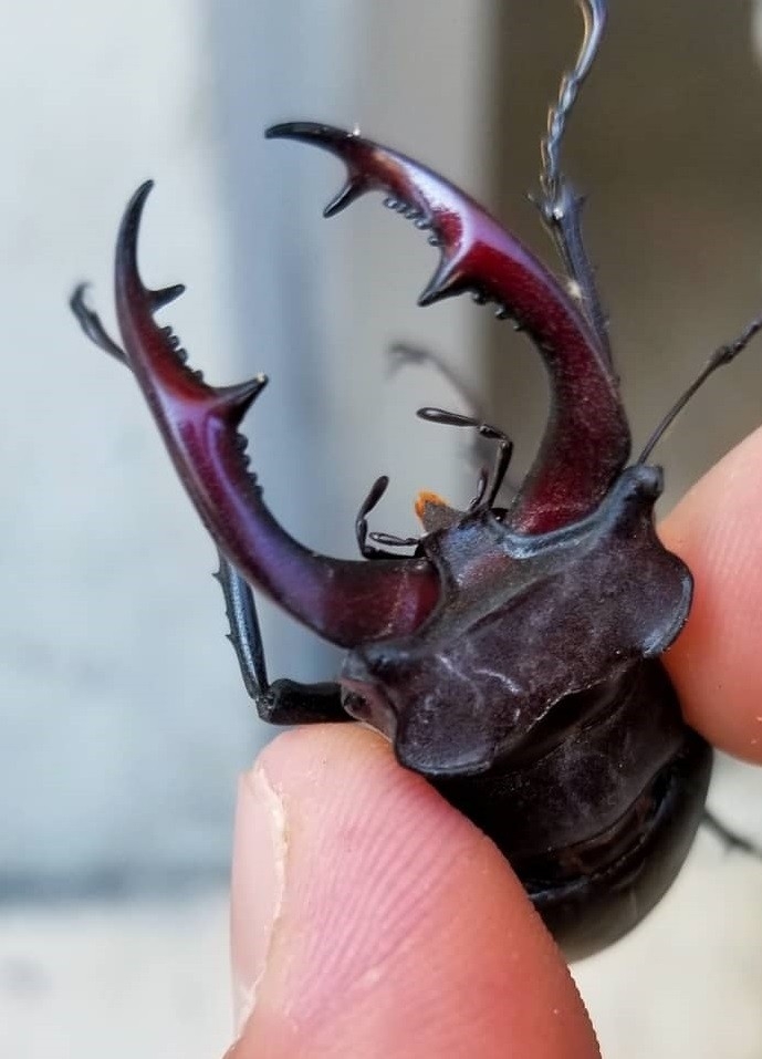 Nadir Görülen "Geyik Böceği" Elazığ’da Görüntülendi