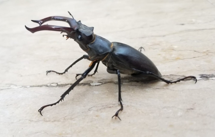 Nadir Görülen "Geyik Böceği" Elazığ’da Görüntülendi