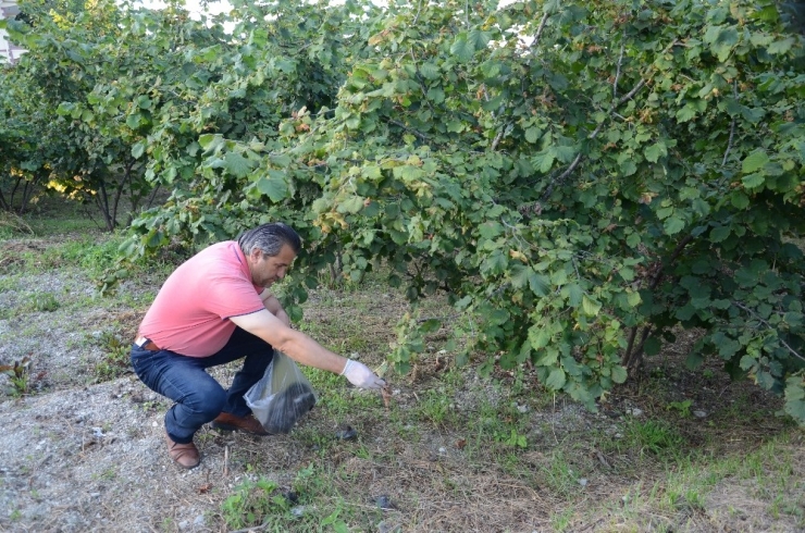Köylü Tarlasını Domuzlardan Saç Kılıyla Koruyor