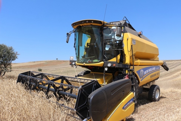 Altıntaş’ta "Reyis Ve Mesut" İsimli Yeni Buğday Çeşitleri Tanıtıldı