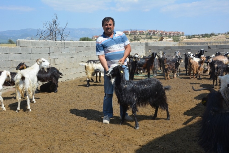 Kayıp Keçi Davasında Hapis Cezasını Yargıtay Bozdu