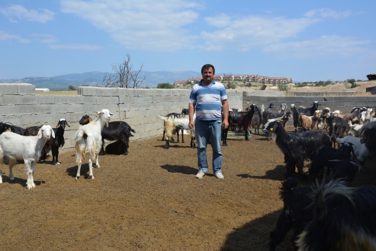 Kayıp Keçi Davasında Hapis Cezasını Yargıtay Bozdu