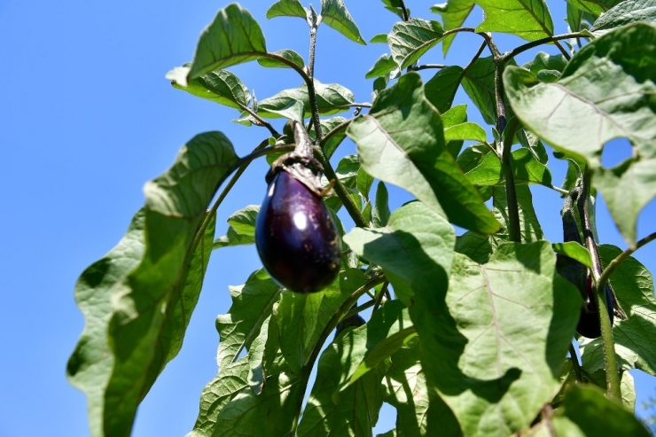 Hobi Bahçeleri Projesi İçin İncelemelerde Bulundular