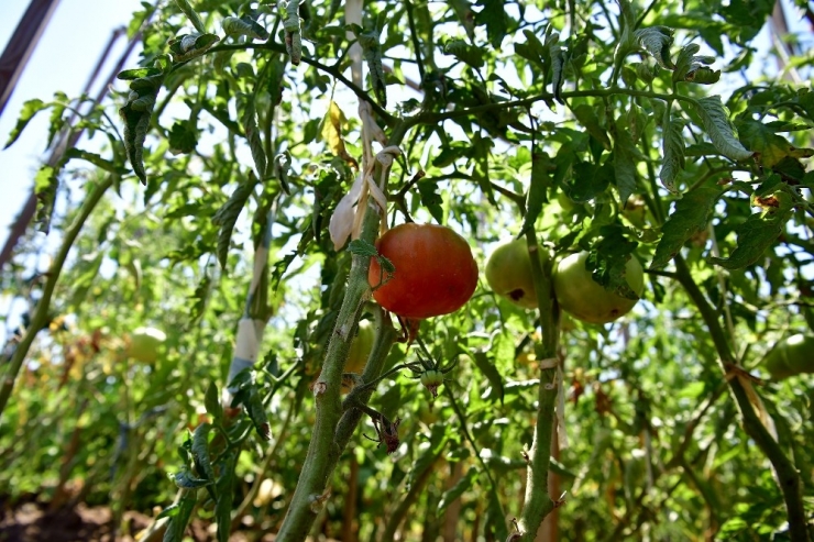 Hobi Bahçeleri Projesi İçin İncelemelerde Bulundular