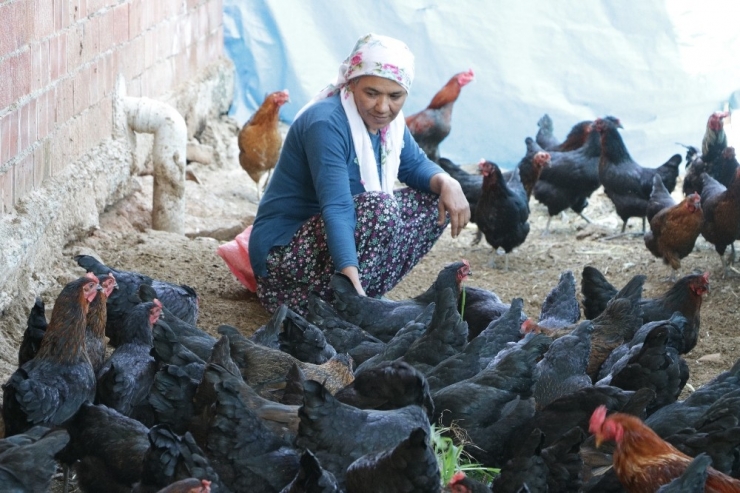 Geçinmek İçin Başladığı İşi Büyüten Kadının Hedefi Tavuk Çiftliği Sahibi Olmak