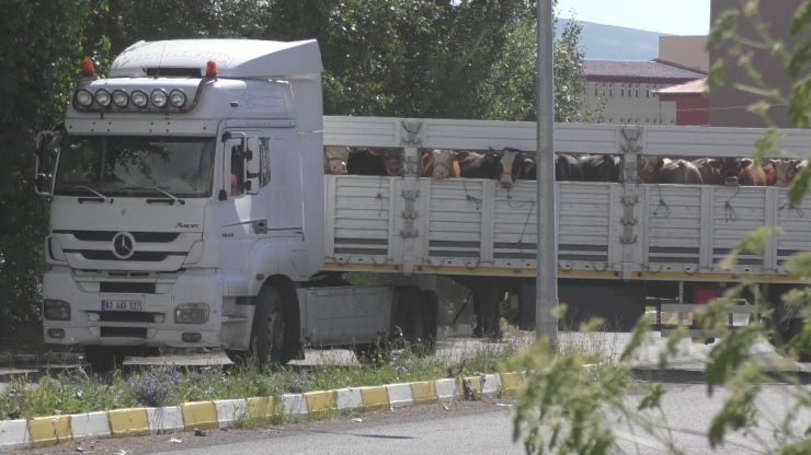 Ardahan’da Kurban Sevkıyatı Başladı