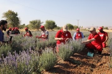 Mardin’de Lavanta Hasadı Yapıldı