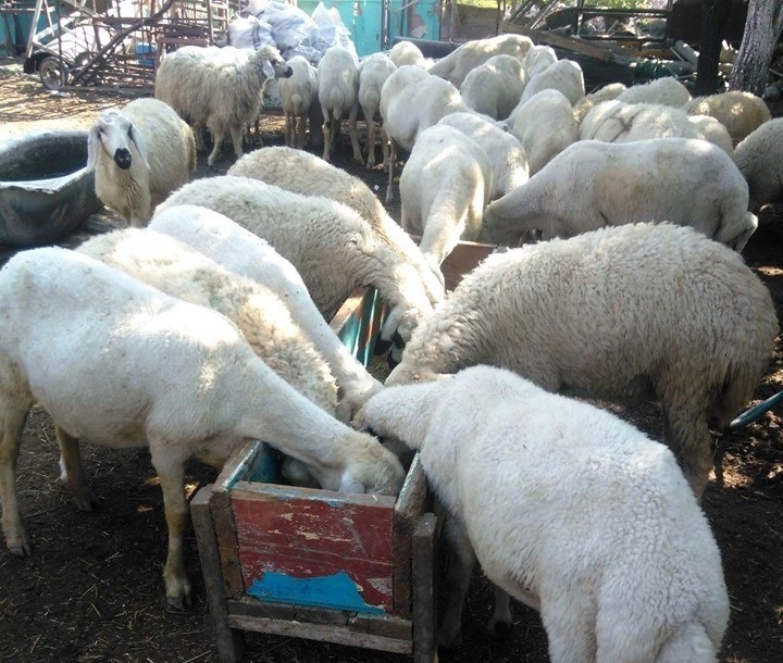 Osmaniye’de Kurban Fiyatları Belirlendi