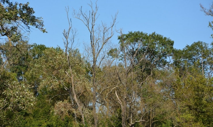 Subasar Ormanı Tehlike Altında