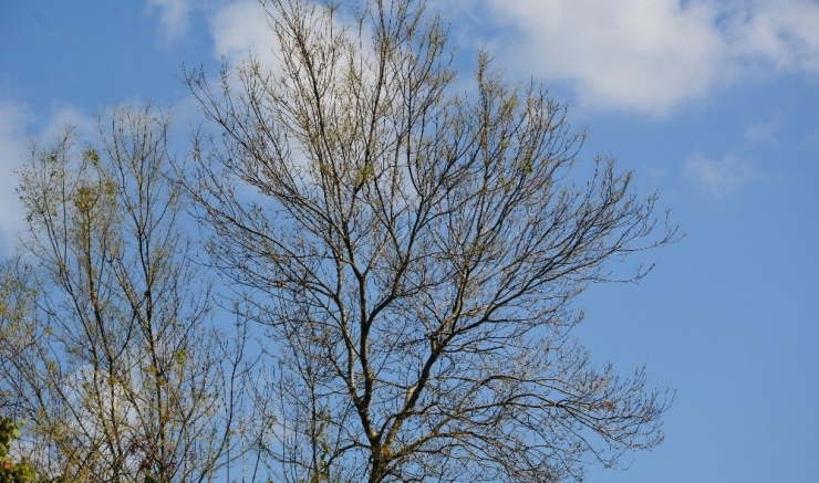 Subasar Ormanı Tehlike Altında