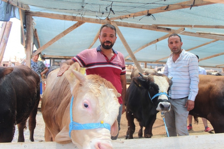 Tokatlı Besici Kardeşlerin Buruk Sevinci