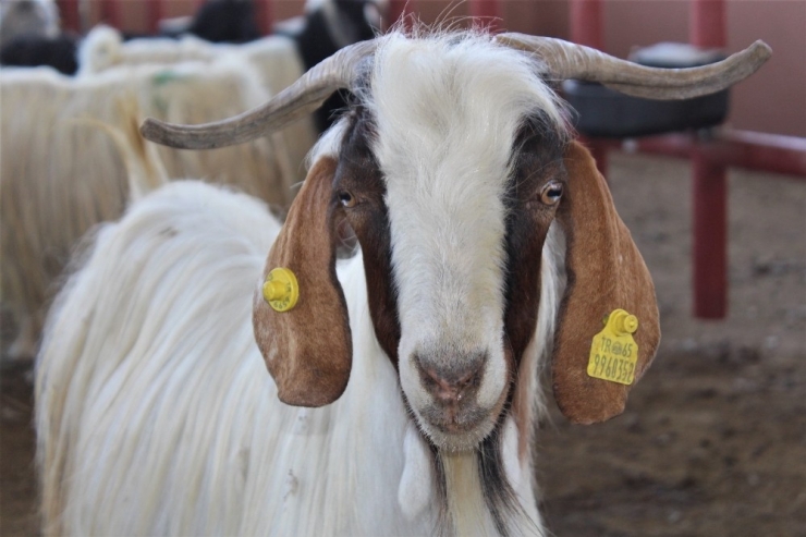 Van’da Kurbanlıklar Görücüye Çıktı