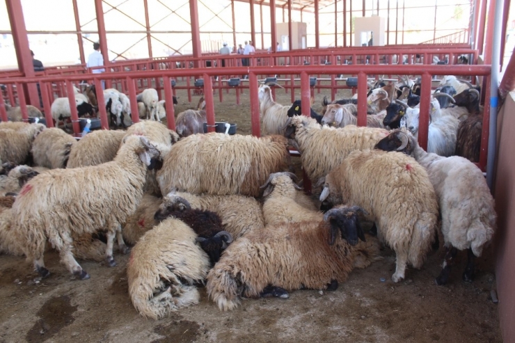 Van’da Kurbanlıklar Görücüye Çıktı
