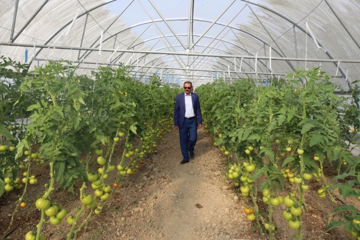 Gürpınar’da Hasat Zamanı