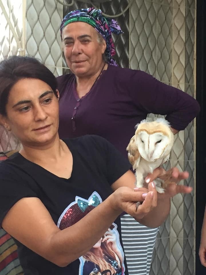 Sokakta Bulunan Peçeli Baykuş Doğaya Salındı