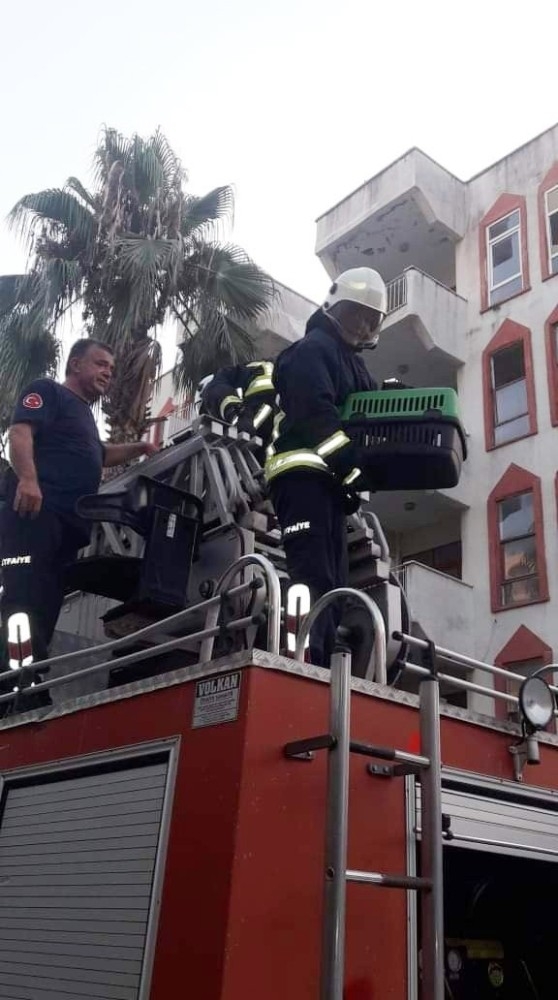 Alanya’da Köpekten Kaçarken Ağaçta Mahsur Kalan Kedi Kurtarıldı