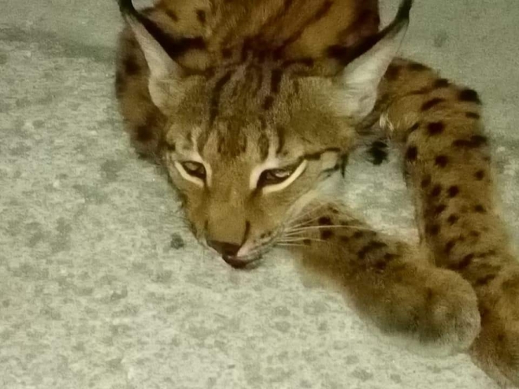 Aracın Çarptığı Vaşak Telef Oldu